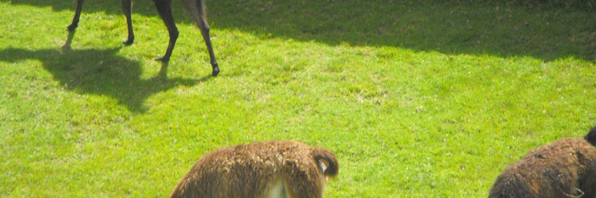 alpcas-llamas